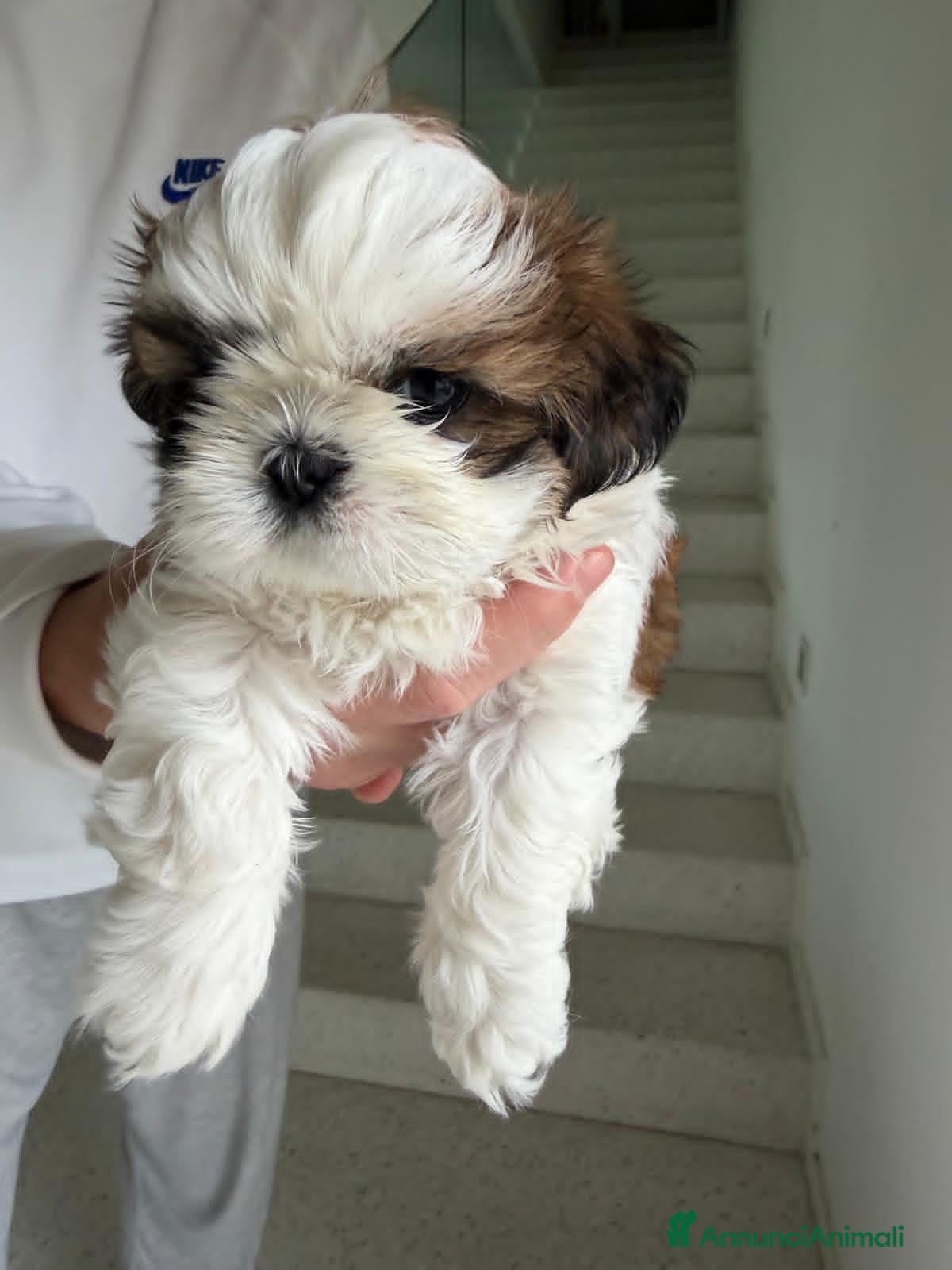 Shih Tzu cani CUCCIOLA DI SHIH TZU CON PEDIGREE - Annuncio 5