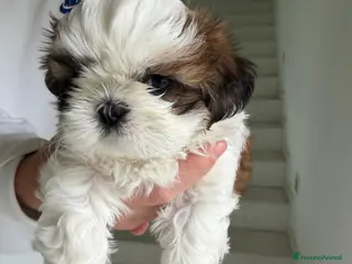 Shih Tzu cani CUCCIOLA DI SHIH TZU CON PEDIGREE - Annuncio 5