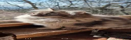 Siberiano gatti in vendita: Siberiana femmina - Annuncio 3