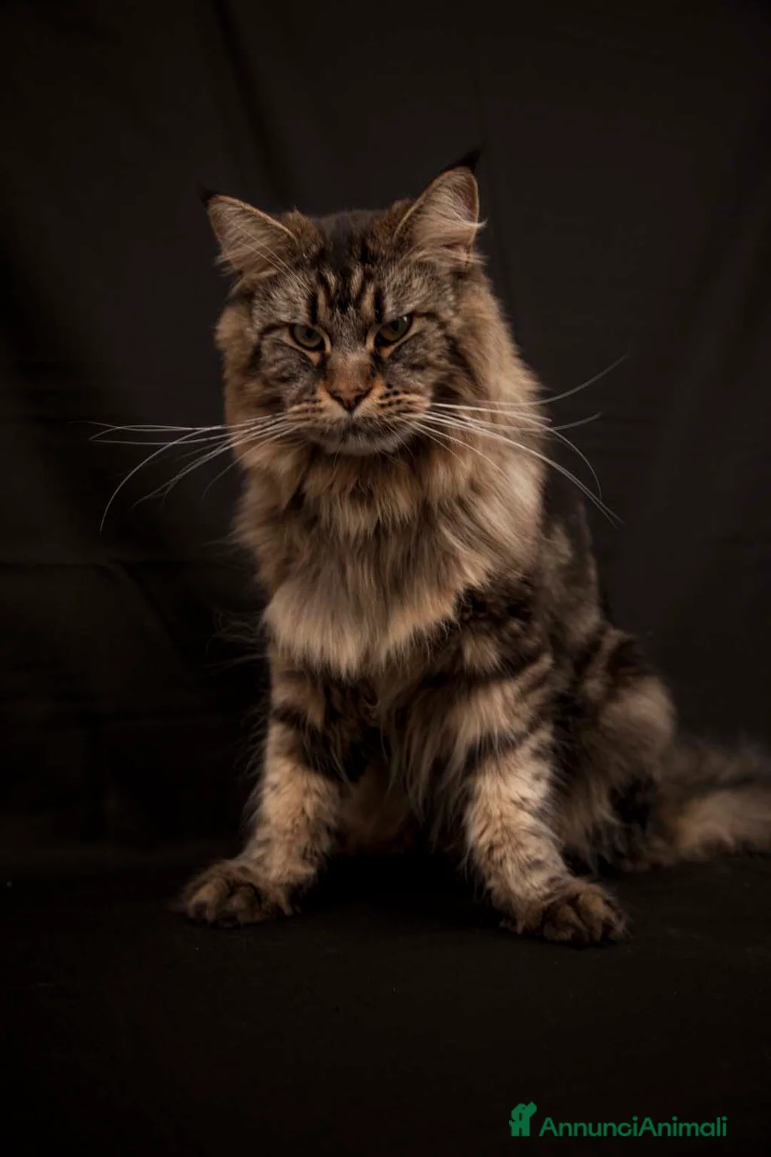 Immagine della galleria {{count}}