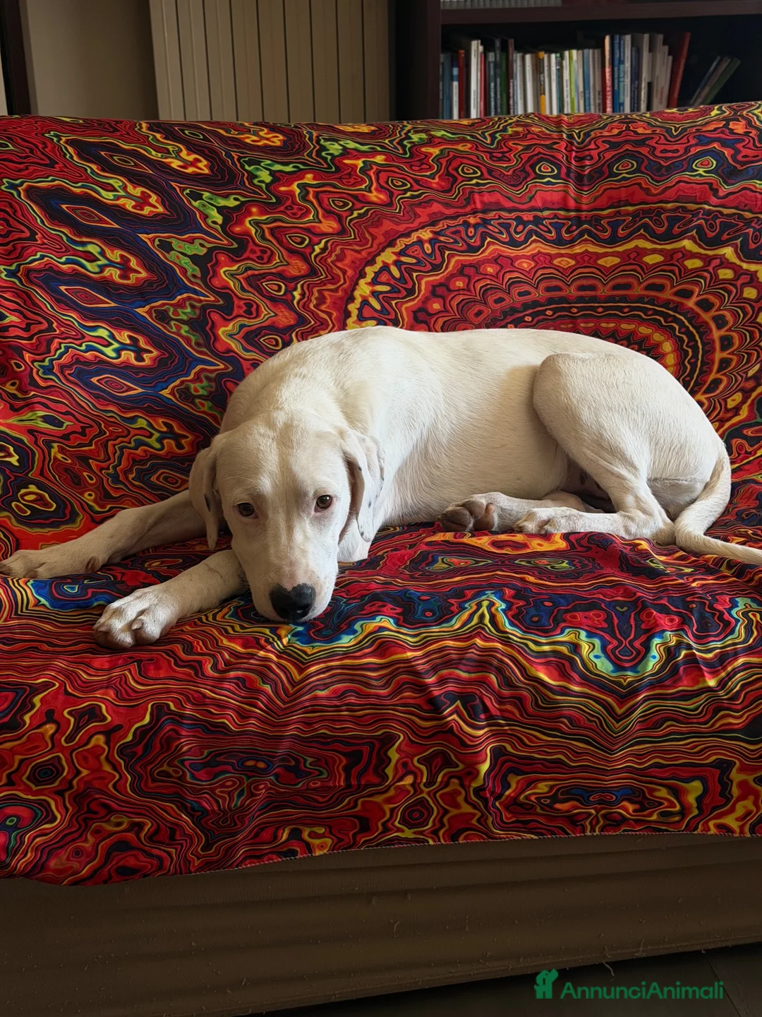 Meticcio cani in regalo: Alice - Annuncio 1