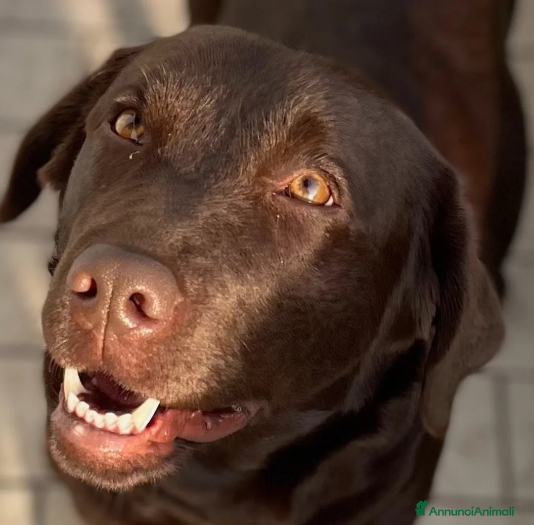 Labrador cani in vendita: LABRADOR CIOCCOLATO CON PEDEGREE a Provincia di Brescia - Annuncio 2