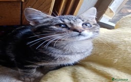 Europeo gatti in regalo: Dolcissime sorelline - Immagine 6