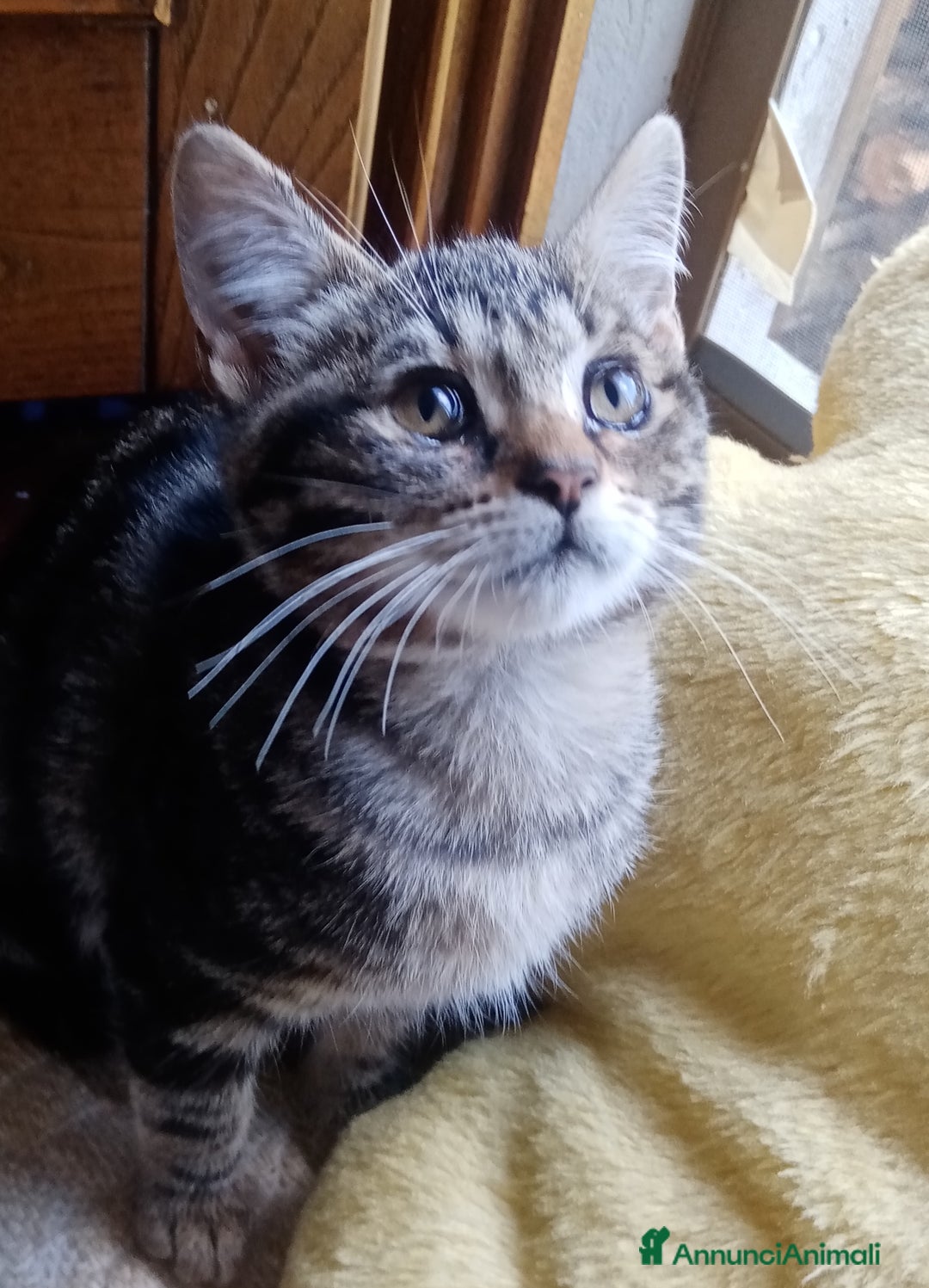 Europeo gatti in regalo: Dolcissime sorelline - Annuncio 6