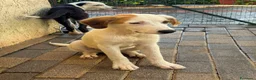Meticcio cani in regalo: Cuccioli di taglia media  - Annuncio 3
