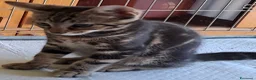 Europeo gatti in regalo: Tigratino stupendo  - Annuncio 3