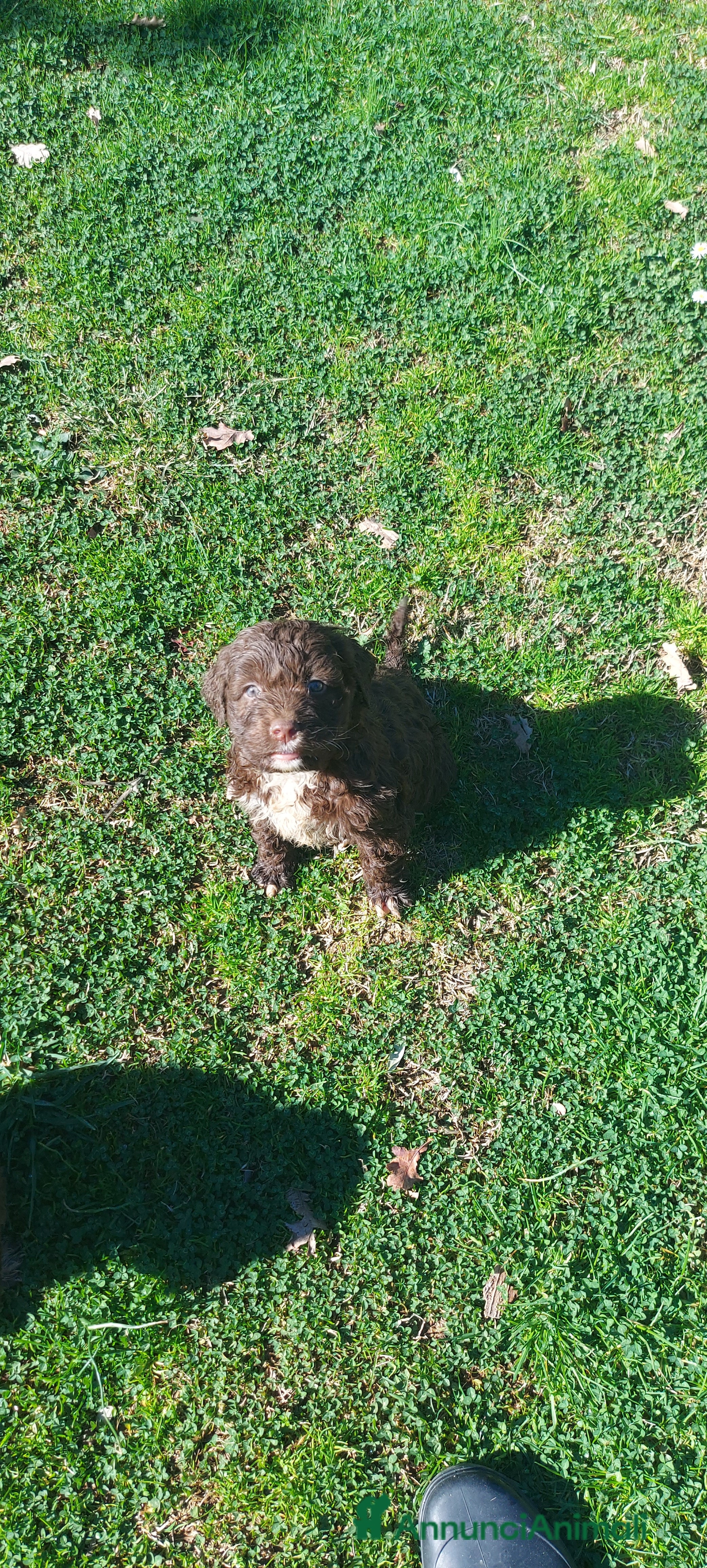 Lagotto cani Lagotto romagnolo  - Annuncio 31