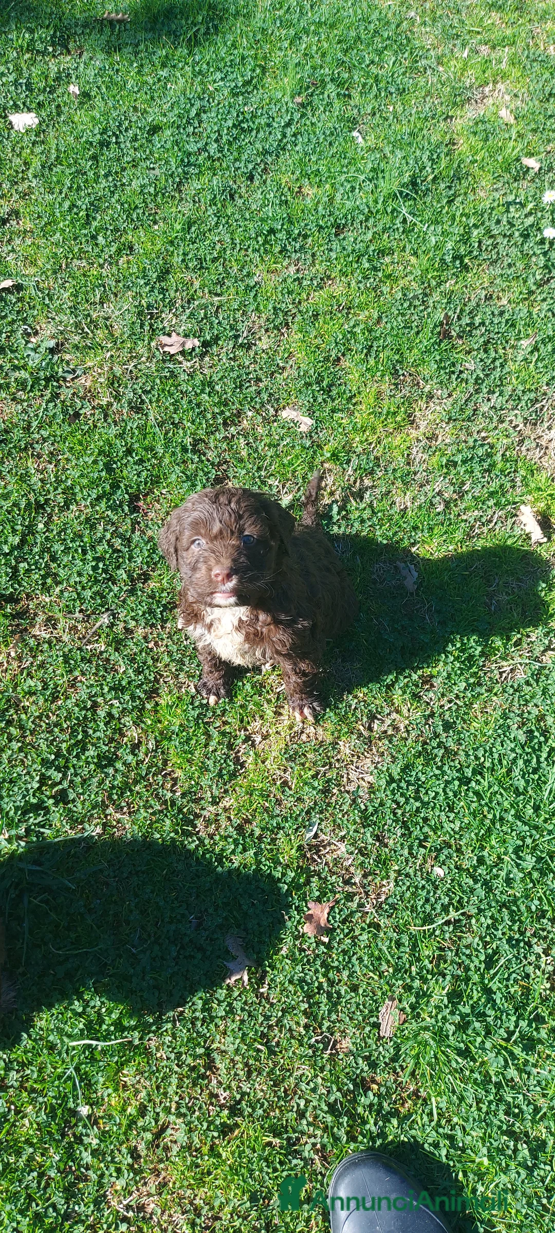 Lagotto cani in vendita: Lagotto romagnolo  - Annuncio 1