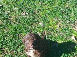 Lagotto cani Lagotto romagnolo - Annuncio 31