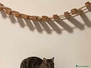 Meticcio gatti Micia dolcissima - Annuncio 1