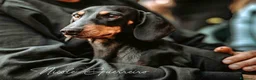 Bassotto cani in vendita: Bassotto Tedesco cuccioli - Annuncio 7