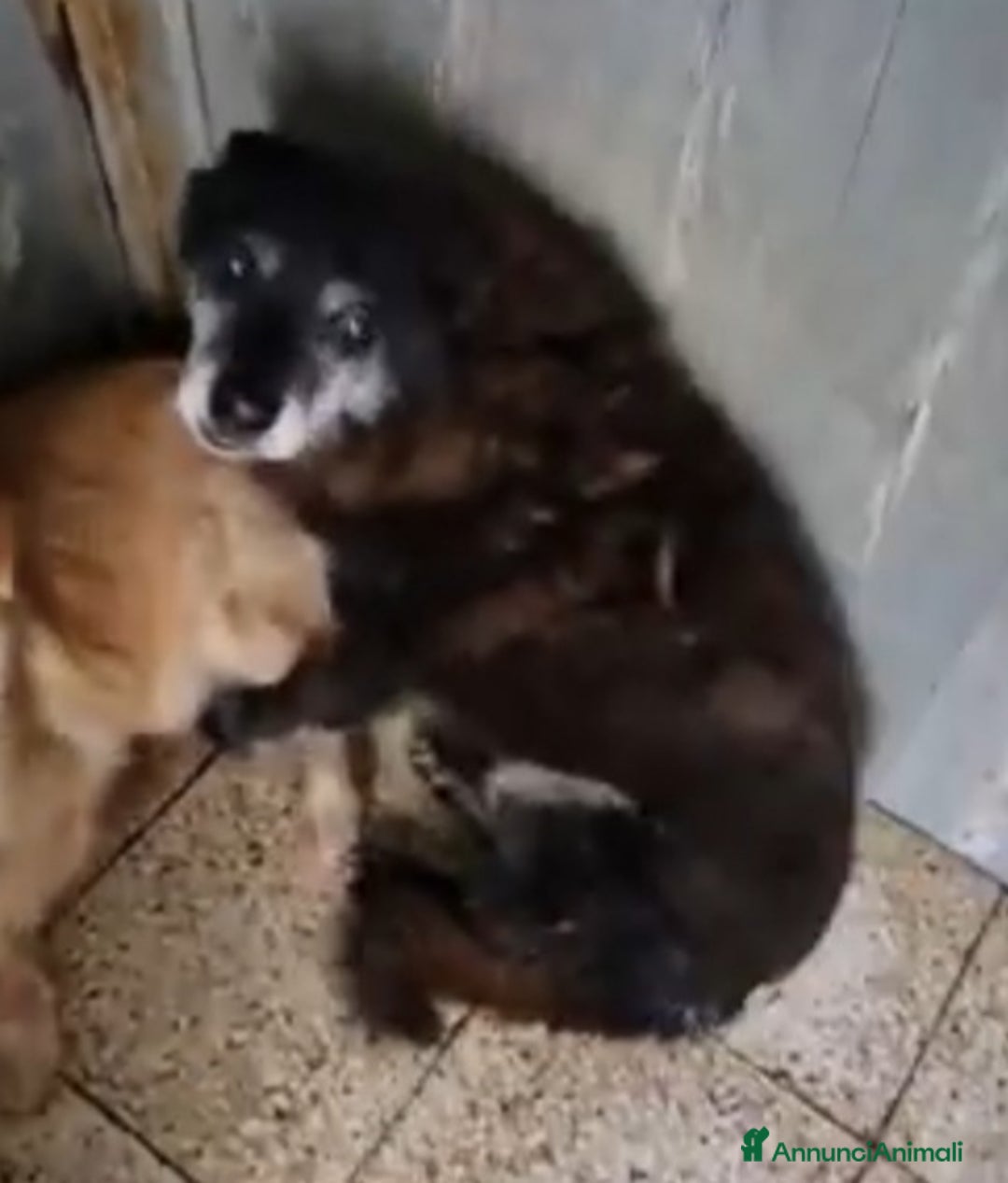 Meticcio cani in regalo: Skizzo 10anni TOGLIAMOLO DAL CANILE!! PUGLIA SOS - Annuncio 8
