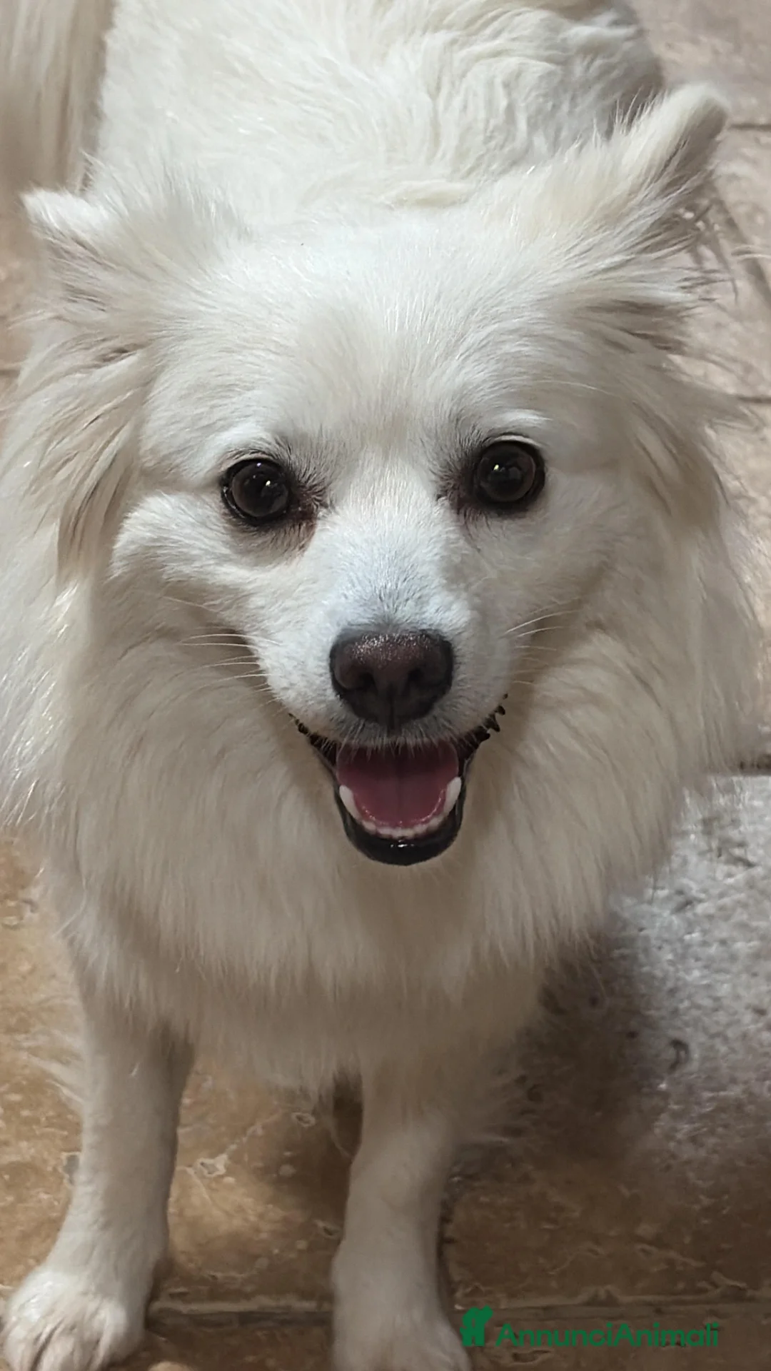 Volpino Italiano cani in vendita: Volpini bianchi italiani  - Annuncio 2