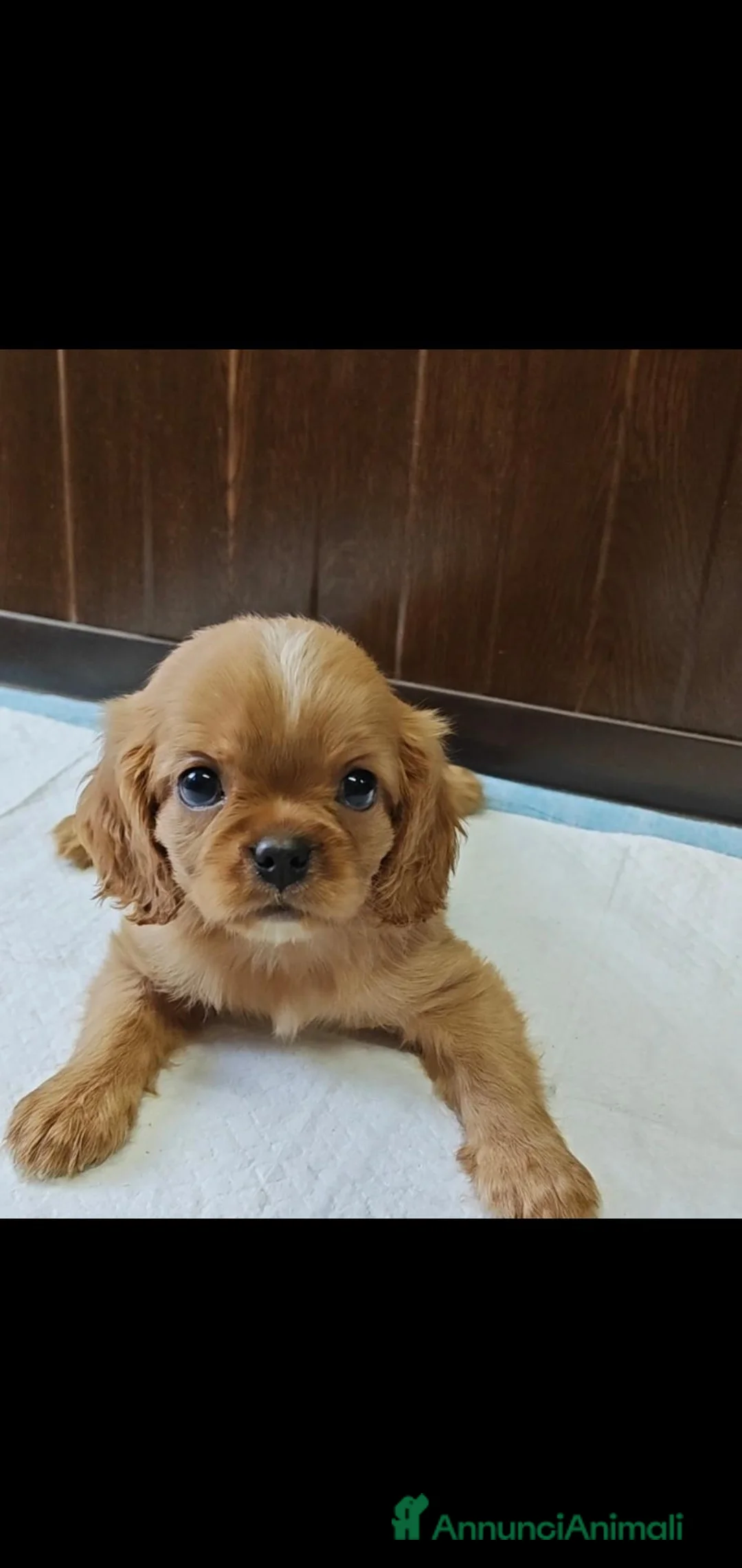 Cavalier King cani in vendita: Cavalier king ruby  a Provincia di Salerno - Annuncio 3