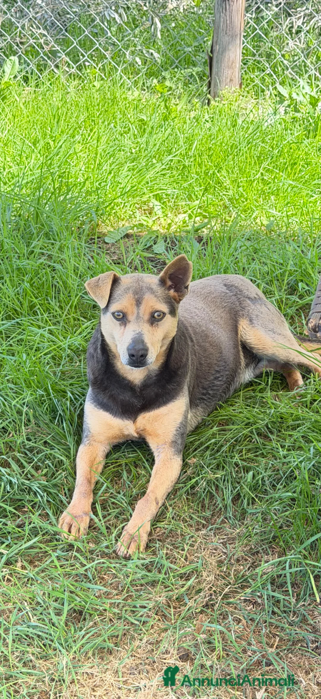 Meticcio cani in regalo: Flip maschio 5 anni a Provincia di Varese - Annuncio 1