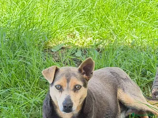 Meticcio cani Flip maschio 5 anni - Annuncio 38