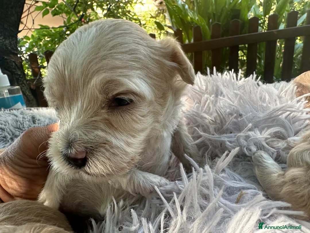 Maltipoo cani in vendita: Maltipoo - Annuncio 6