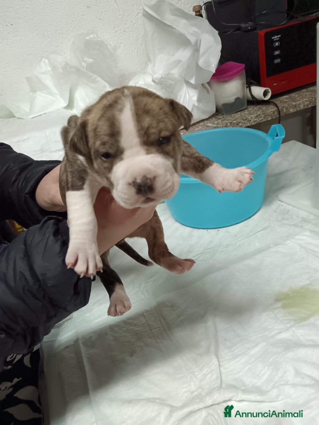 American Staffordshire cani in vendita: America Staffordshire terrier - Annuncio 13