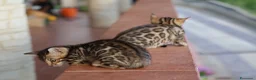Bengala gatti in vendita: Cuccioli Bengala a Provincia di Cosenza - Annuncio 5