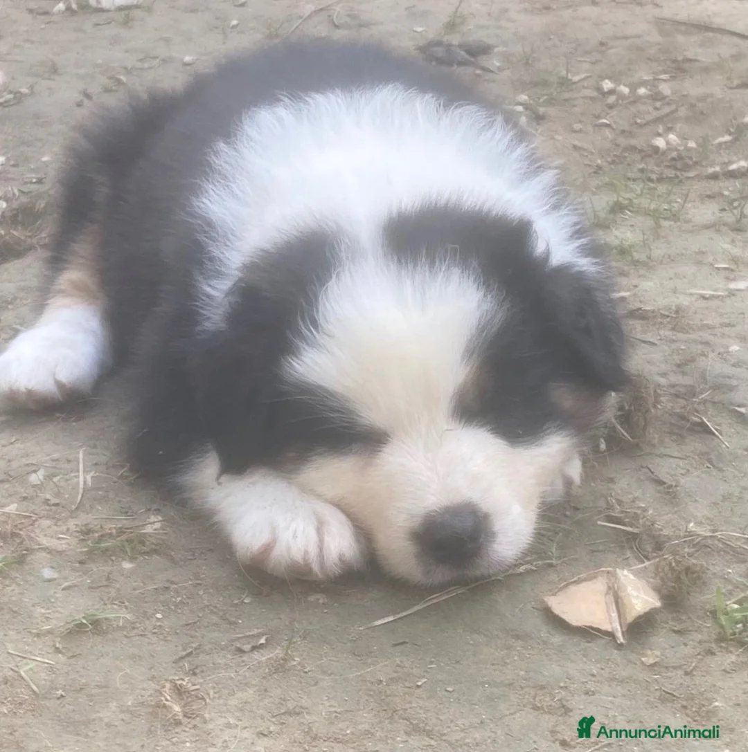 Australian Shepherd cani in vendita: Cucciola pastore australiano con Pedigree a Provincia di Padova - Annuncio 4