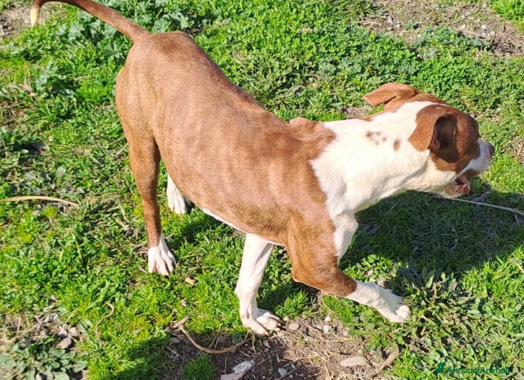 Pitbull cani in regalo: Ultimo splendido Pitbull rimasto,10mesi.CALABRIA a Città metropolitana di Milano - Immagine 3