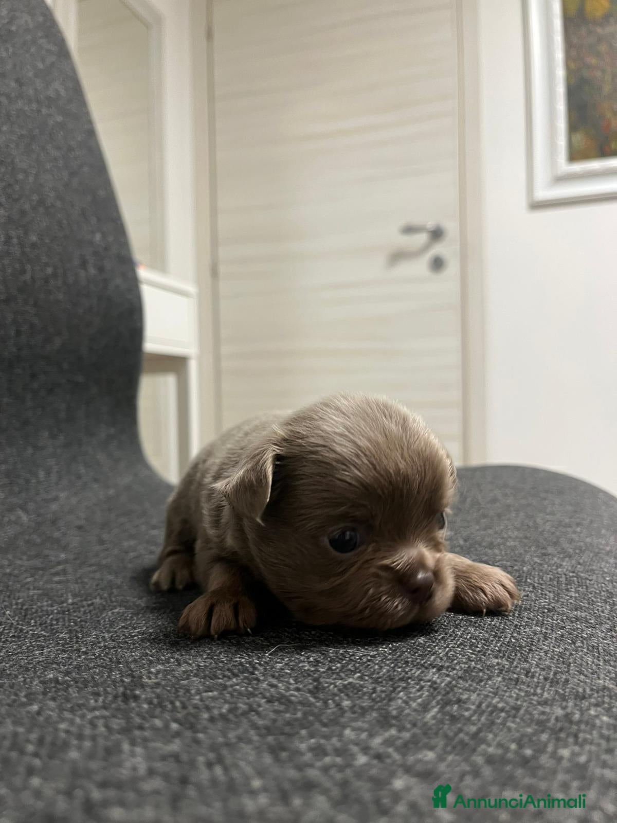 Chihuahua cani Cuccioli Maschi Chihuahua - Annuncio 3