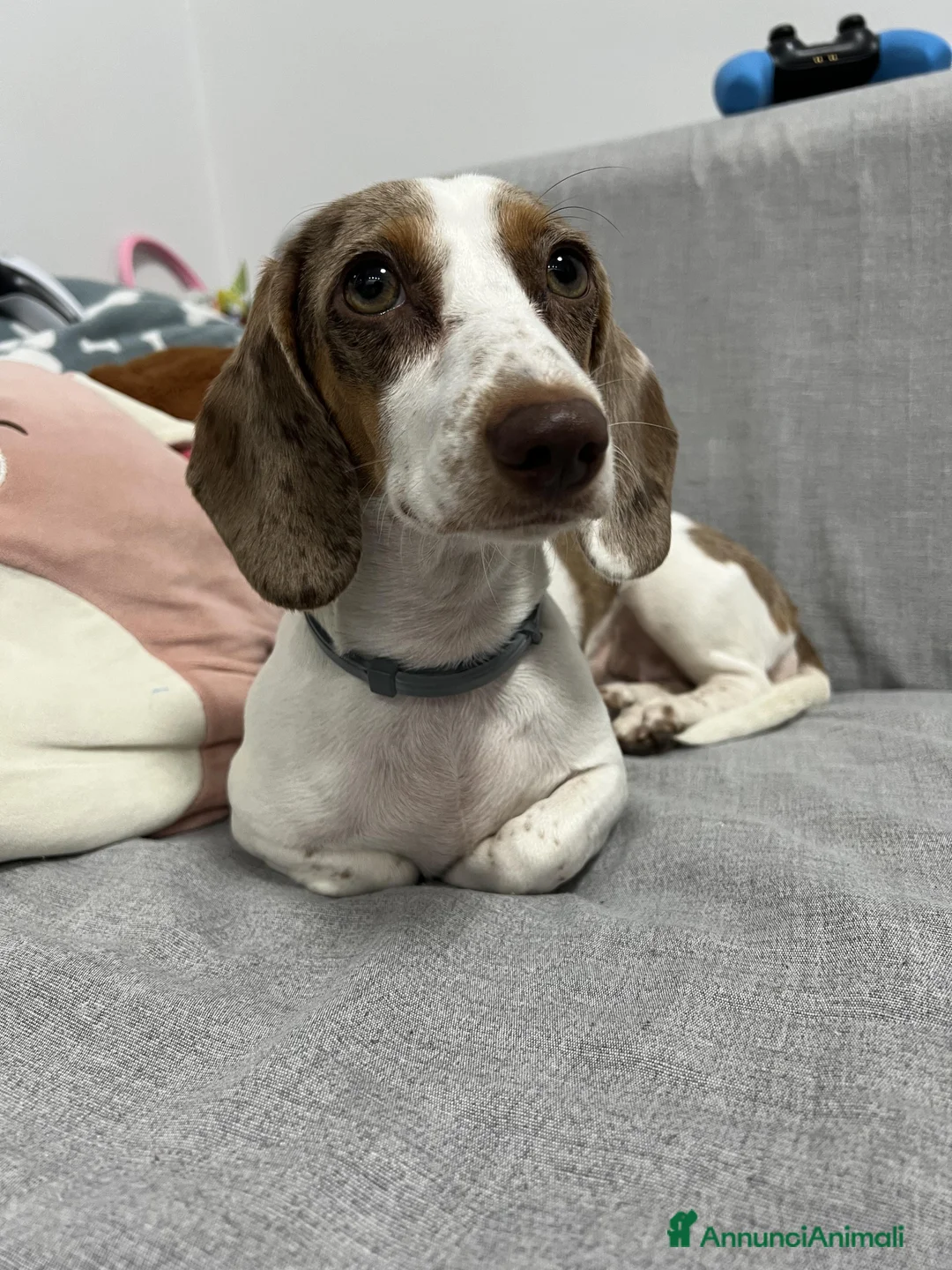 Bassotto cani per accoppiamento: Si ricerca bassotto maschio per monta. - Annuncio 16