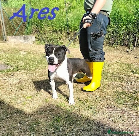 Pitbull cani ARES 2-3anni cerca casa con persona esperta! - Annuncio 2