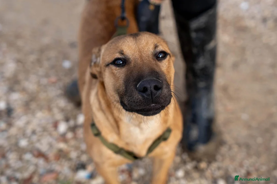 American Bully cani in regalo: Andreas - Annuncio 5