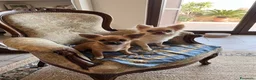 Chihuahua cani in vendita: Ultime 3 meraviglie a pelo lungo  - Annuncio 3