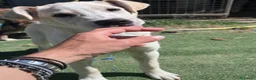 Meticcio cani in regalo: Zelig. Cucciolo simil Labrador  - Annuncio 5
