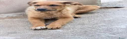 Meticcio cani in regalo: Lea.  a Provincia di Parma - Annuncio 1