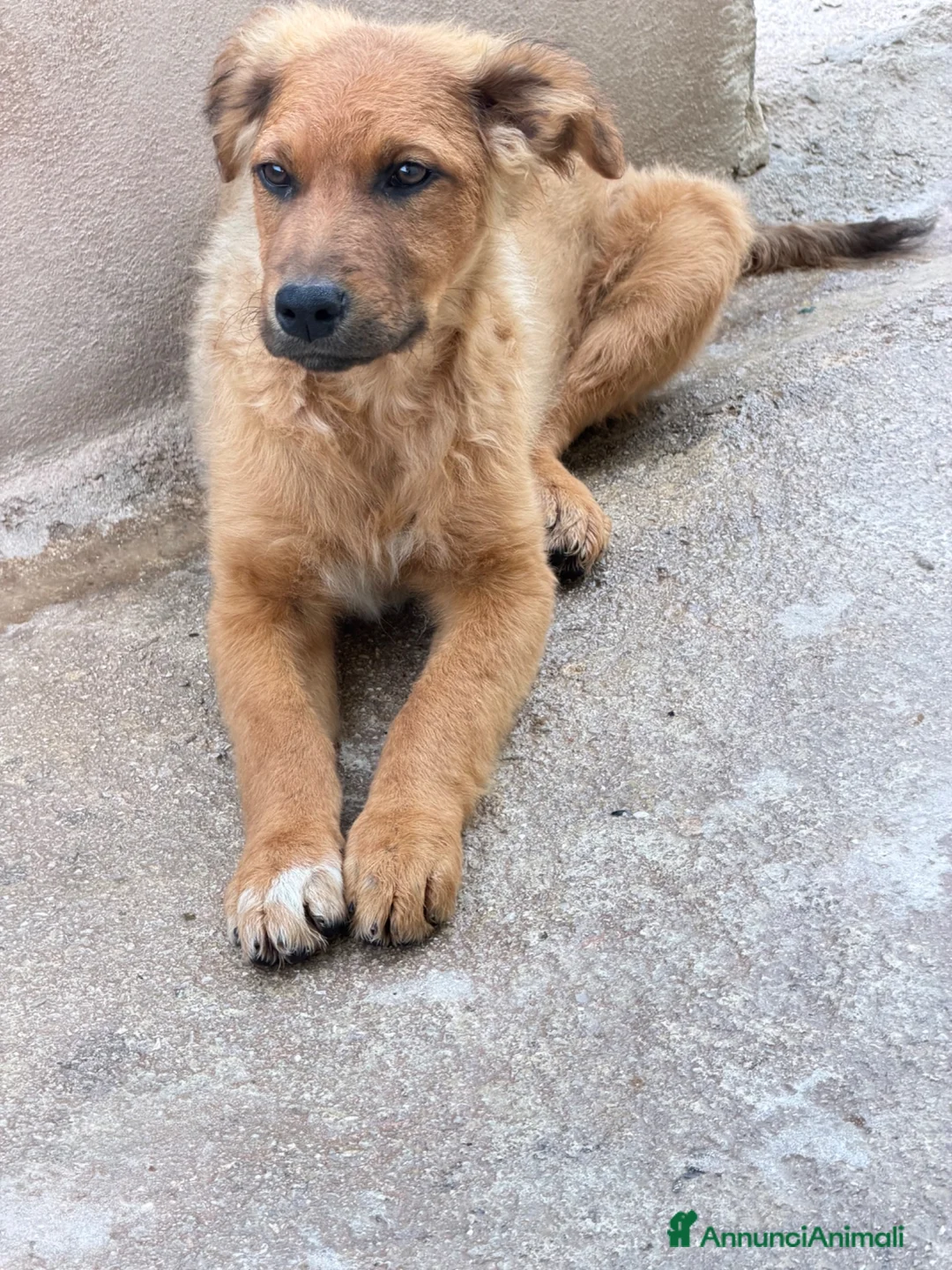 Meticcio cani in regalo: Lea.  a Provincia di Parma - Annuncio 1