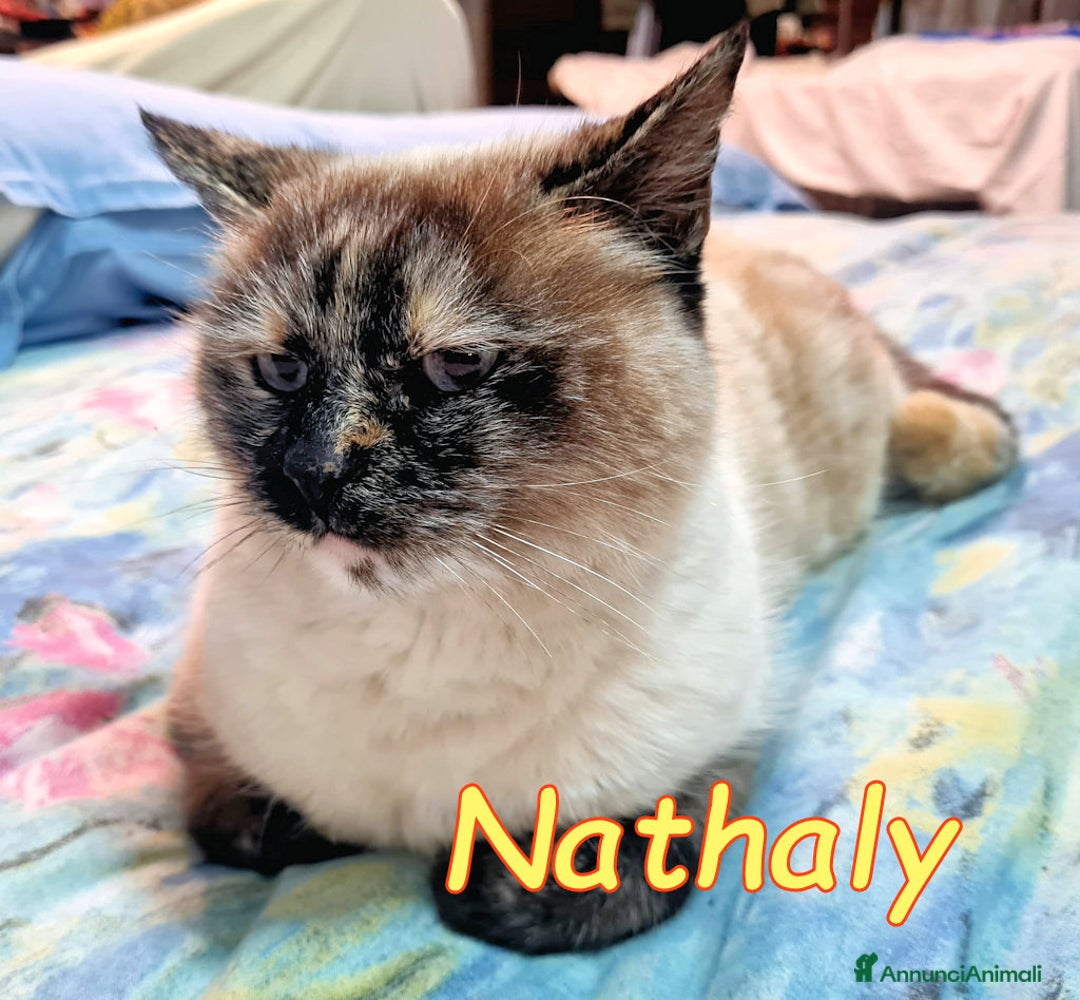 Altre razze gatti in regalo: NATHALY DOLCISSIMA SIMIL SIAMESE - Annuncio 4