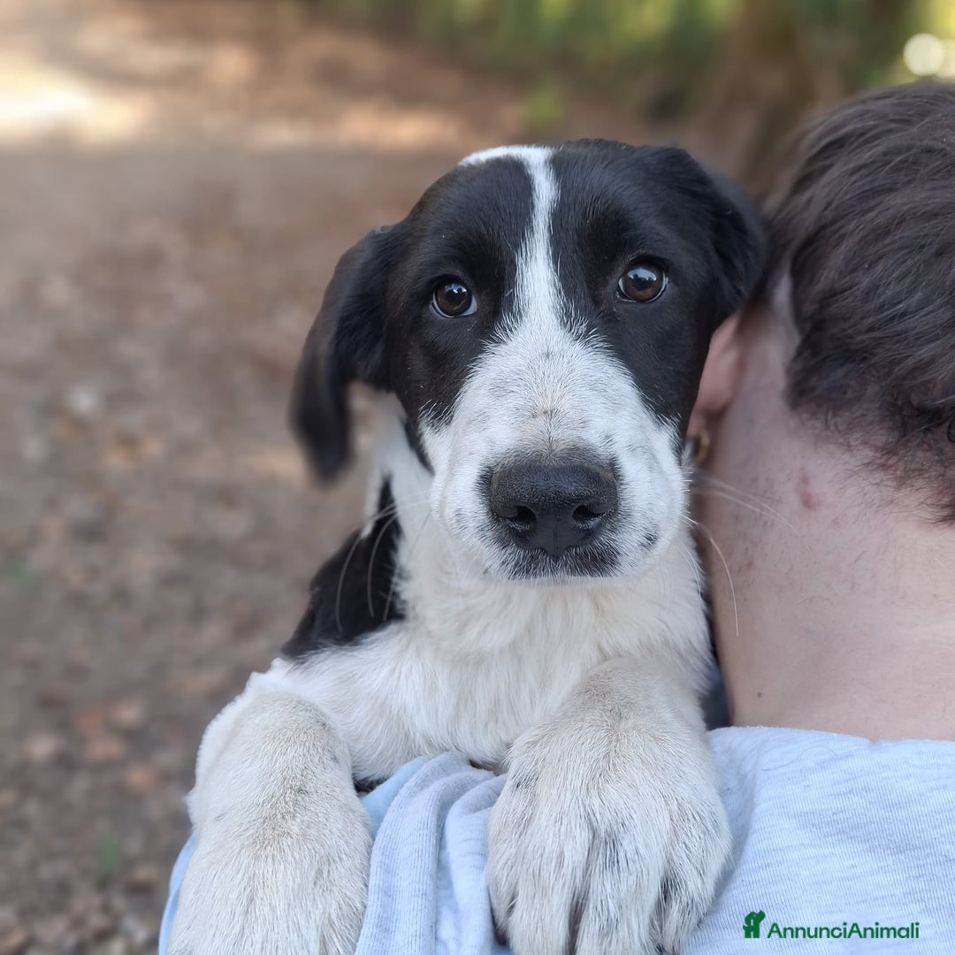 Meticcio cani in regalo: 4 CUCCIOLE impaurite cercano famiglie speciali! - Annuncio 11