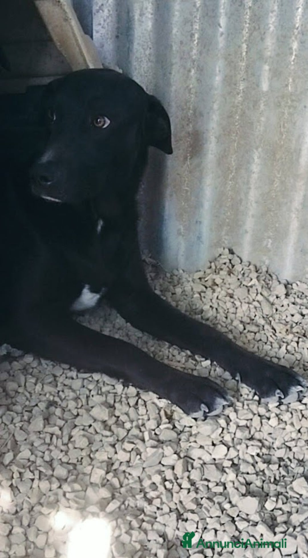 Meticcio cani in regalo: 1 anno, CARLO, cerca casa e AMORE - Annuncio 6