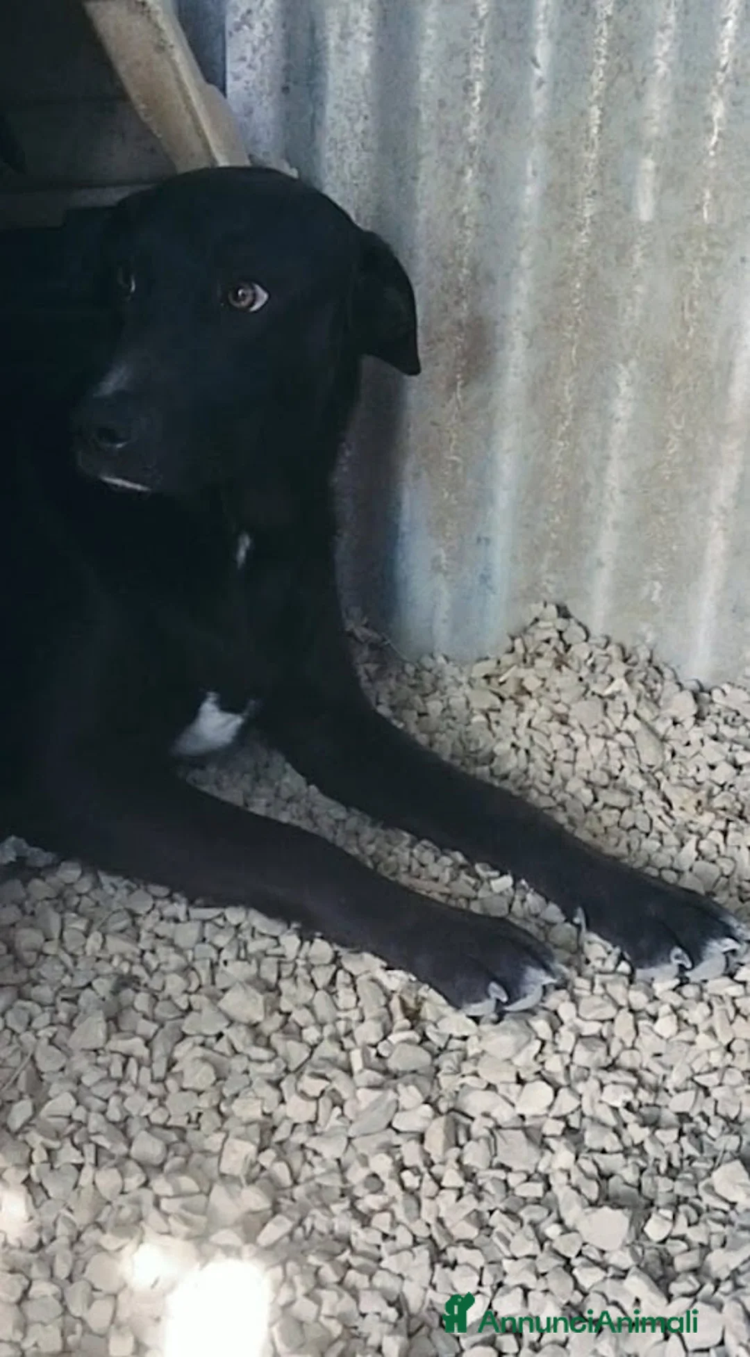 Meticcio cani in regalo: 1 anno, CARLO, cerca casa e AMORE - Annuncio 6