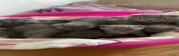 Scottish gatti in vendita: Scottish fold/straight  - Annuncio 3