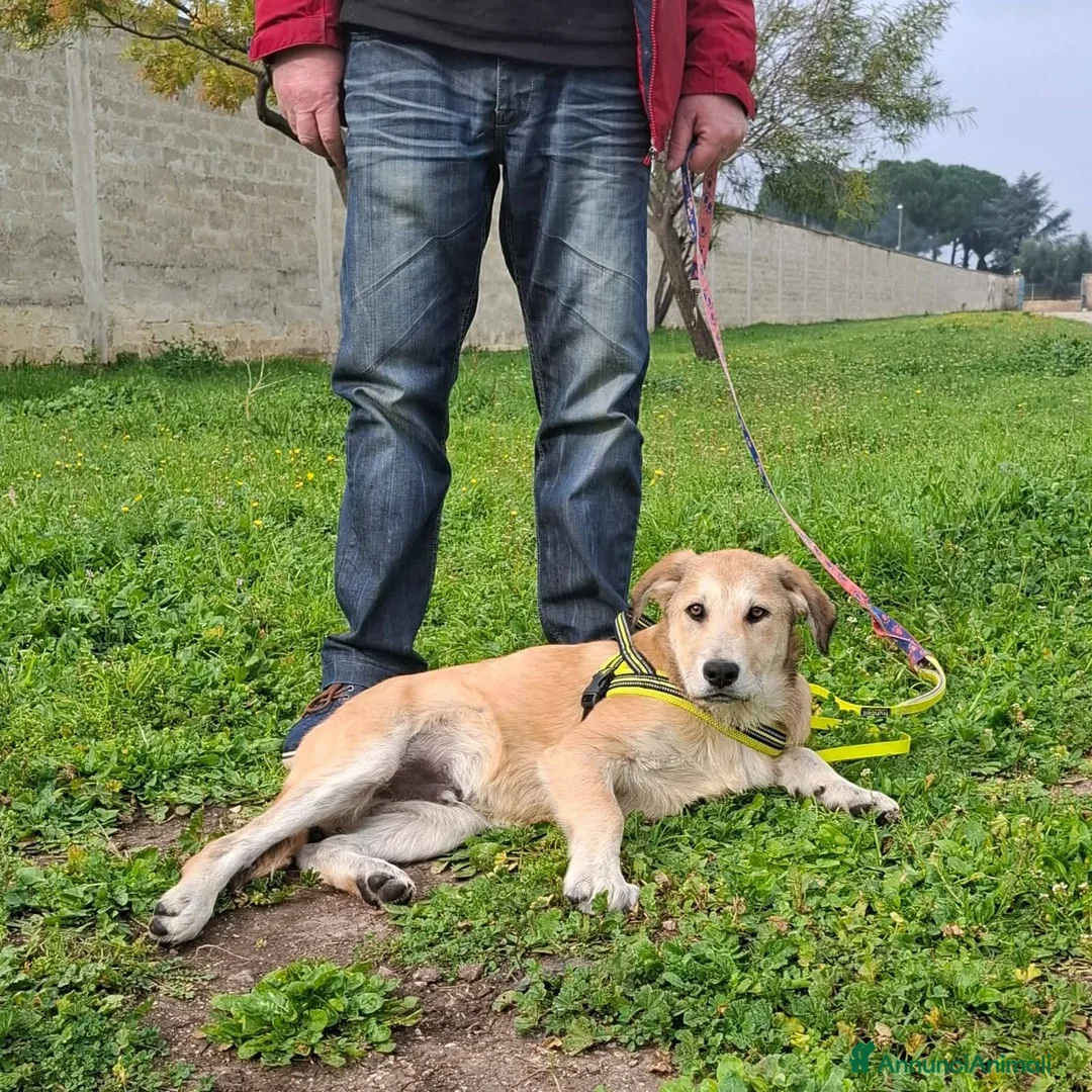 Meticcio cani in regalo: Etna  - Annuncio 5