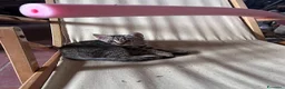 Europeo gatti in regalo: Gattini in cerca di casa a Provincia di Grosseto - Annuncio 1