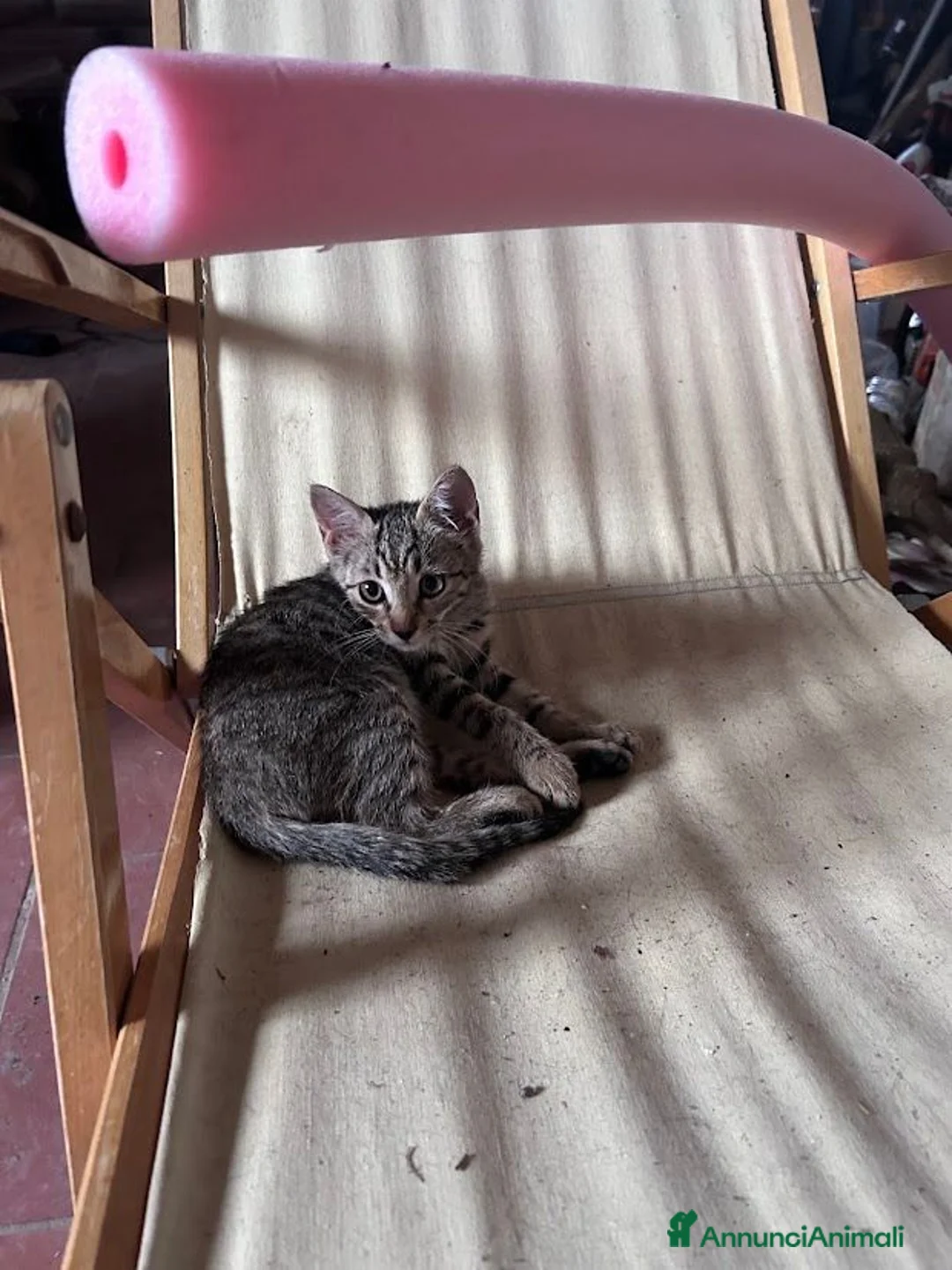 Europeo gatti in regalo: Gattini in cerca di casa a Provincia di Grosseto - Annuncio 1