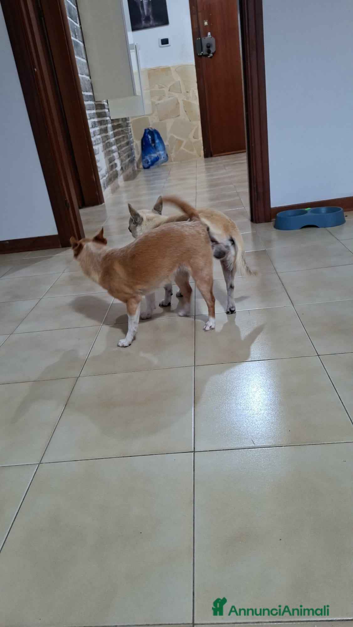 Chihuahua cani Cuccioli di chiwuawua  - Annuncio 1