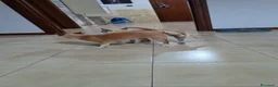 Chihuahua cani in vendita: Cuccioli di chiwuawua  a Libero consorzio comunale di Siracusa - Annuncio 1