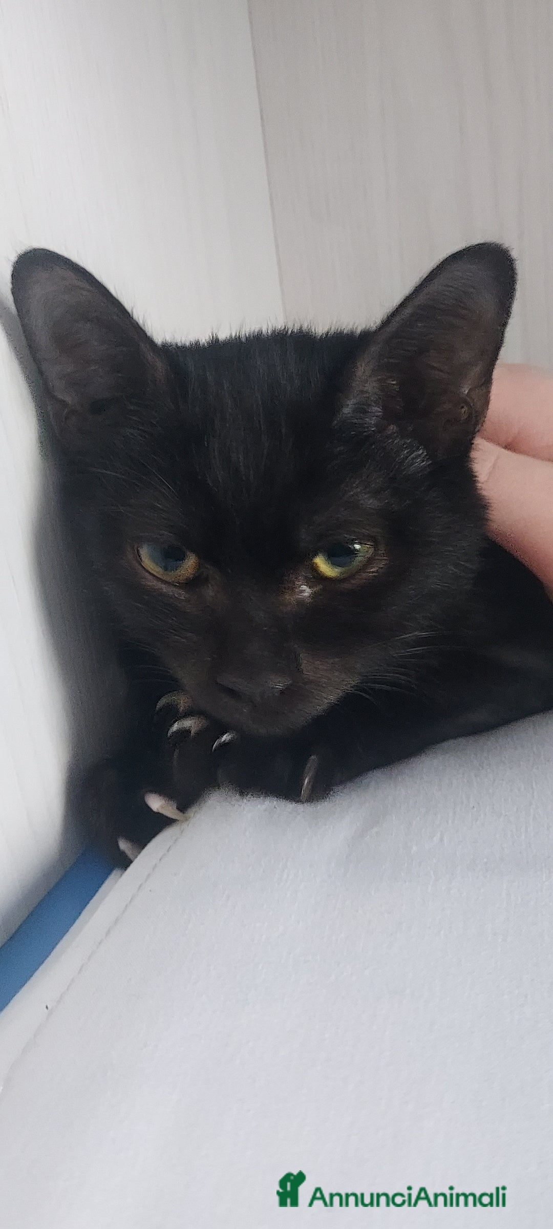 Europeo gatti in regalo: Gattino nero in adozione  - Annuncio 2