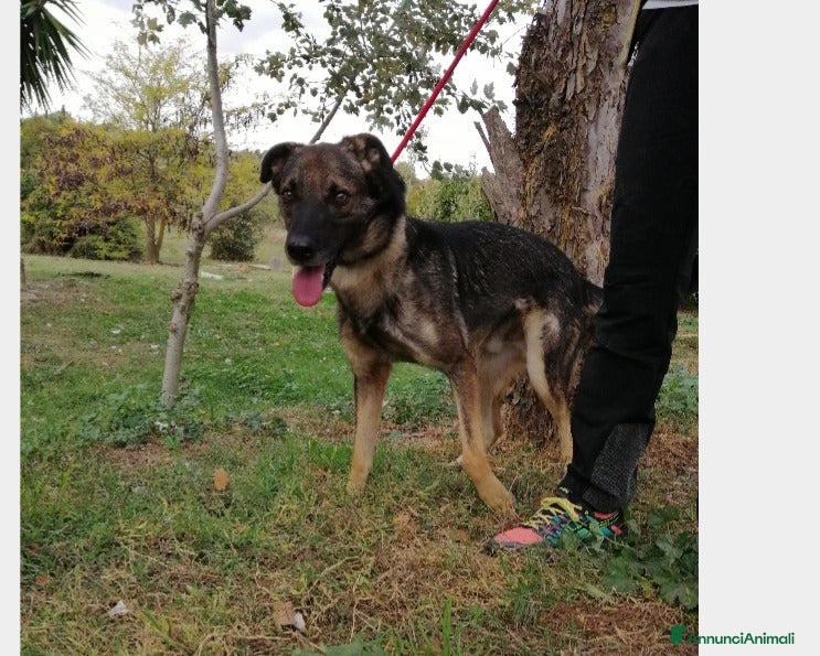 Meticcio cani Hermes, dolcissimo, taglia media  a Roma - Annuncio 2