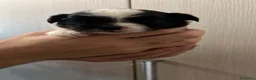Chihuahua cani in vendita: Chihuahua pelo lungo pedigree  - Annuncio 4