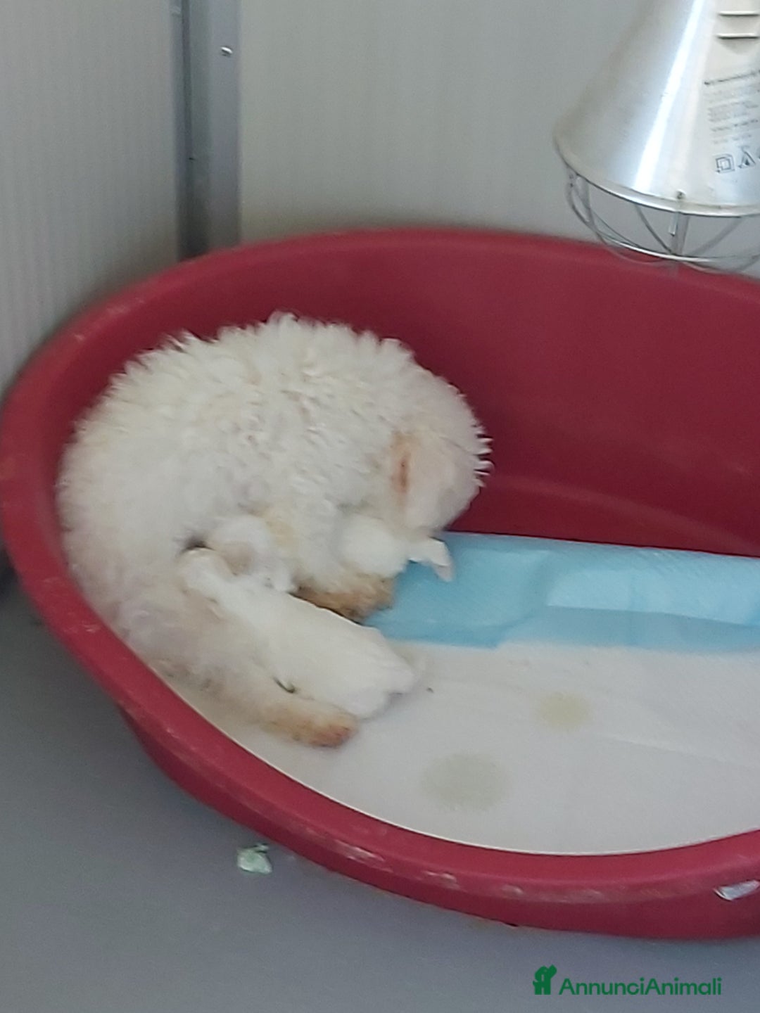 Bichon cani in vendita: Bichon a pòil frisè a Magenta - Annuncio 2