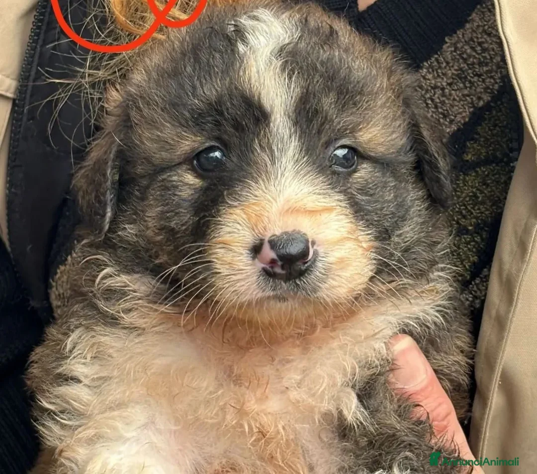 Meticcio cani in regalo: Meravigliosi cuccioli orsacchiotti a Città metropolitana di Milano - Annuncio 3