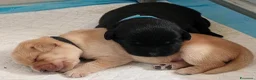 Labrador cani in vendita: Cuccioli di Labrador retriever neri - Annuncio 11