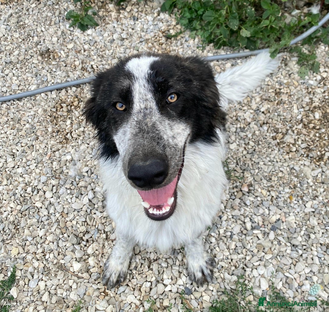 Meticcio cani in regalo: Gilberto 1 anno taglia grande a Provincia di Teramo - Immagine 5